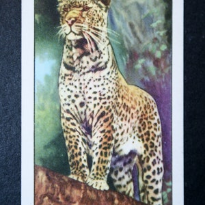 LEOPARD Vintage 1937 Carta illustrata sulla fauna selvatica