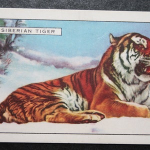 TIGRE SIBERIANA Carta illustrata della fauna selvatica d'epoca del 1937
