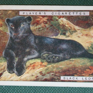 PANTERA LEOPARDO NERO Carta della fauna selvatica illustrata vintage