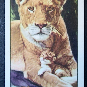 LEONESS & CUCCIOLO Carta illustrata della fauna selvatica d'epoca del 1937