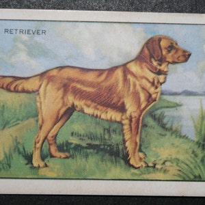 GOLDEN RETRIEVER Carta illustrata vintage del 1938