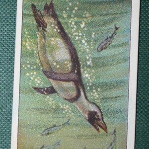 Cartão PENGUIN DIVING Vintage Ilustrado Vida Selvagem