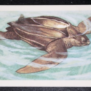 TARTARUGA CON DORSO DI CUOIO Carta illustrata vintage con fauna selvatica