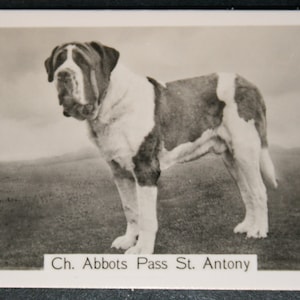Cartão Fotográfico Vintage ST BERNARD Show Champion Original 1930's
