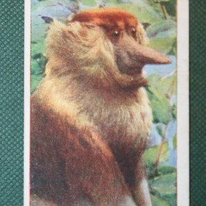 SCIMMIA PROBOSCIDE Carta della fauna selvatica illustrata vintage originale