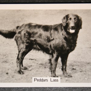 Cartão fotográfico FLAT COATED RETRIEVER Show Champion Original 1930's Vintage