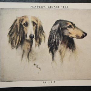 SALUKI   Vintage 1955 Illustrated Dog Card