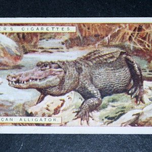 ALLIGATORE AMERICANO Carta della fauna selvatica illustrata vintage originale del 1924