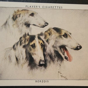 BORZOI   Russian Wolfhound  Vintage 1955 Illustrated Card