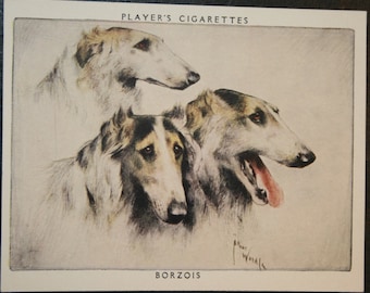 BORZOI   Russian Wolfhound  Vintage 1955 Illustrated Card