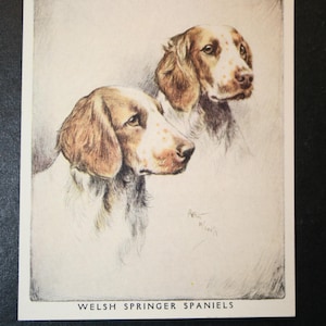 Cartão ilustrado do cão do vintage 1955 do SPRINGER SPANIEL de WELSH