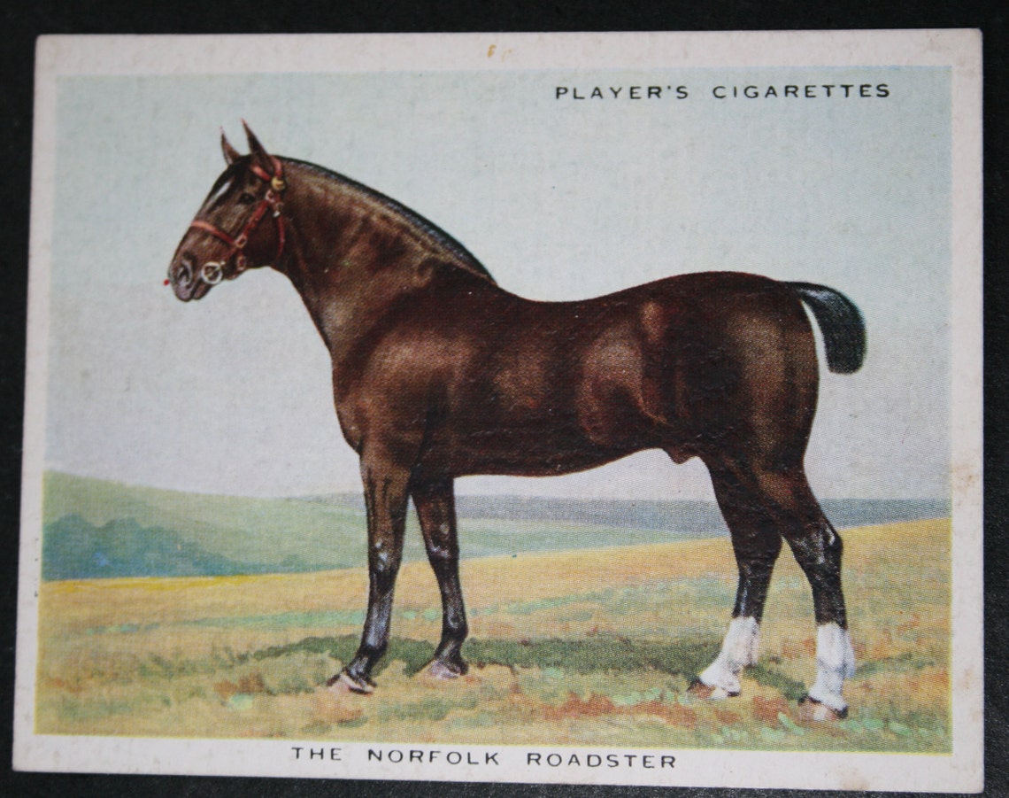 NORFOLK ROADSTER HORSE Vintage Illustrated Card Unframed Etsy Denmark