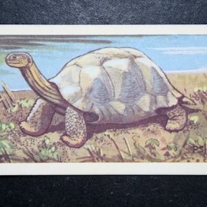Carta della fauna selvatica illustrata vintage della TARTARUGA GIGANTE DELLE GALAPAGOS