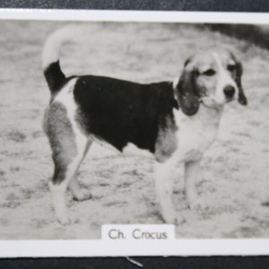 Cartão fotográfico vintage BEAGLE Show Champion Original 1930's