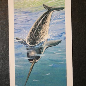 NARWHAL Vintage 1970 Carta illustrata sulla fauna marina