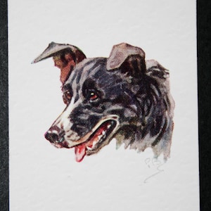 WELSH COLLIE Vintage 1955 Tarjeta de perro ilustrada