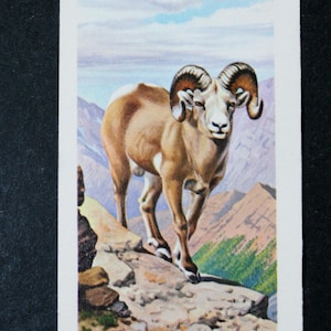 BIGHORN SHEEP Vintage 1970 Carta illustrata sulla fauna selvatica