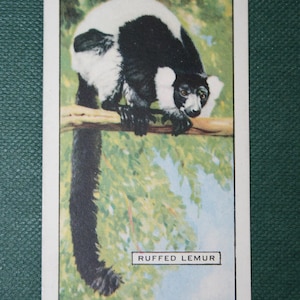 LEMURO VARIE Carta illustrata della fauna selvatica d'epoca del 1937
