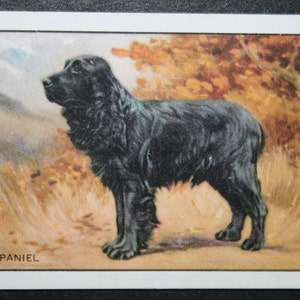 Cartão COCKER SPANIEL Original 1936 Vintage Ilustrado