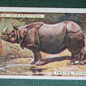 RINOCERO INDIANO Carta della fauna selvatica illustrata vintage 1924