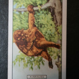 KINKAJOU Vintage 1937 Carta illustrata sulla fauna selvatica