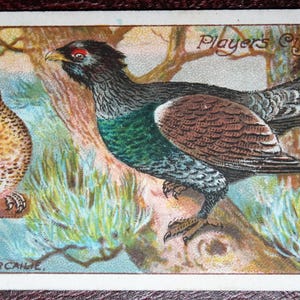 Cartão de pássaro ilustrado vintage de 1908 de CAPERCAILLIE