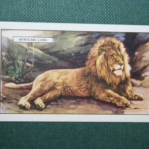 LEONE Vintage 1937 Carta illustrata sulla fauna selvatica