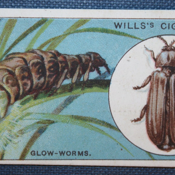 GLOW WORM  Original Vintage Illustrated Small Insect Card