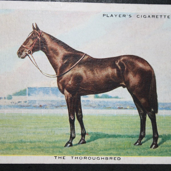 THOROUGHBRED RACEHORSE   Vintage Illustrated Card   Unframed