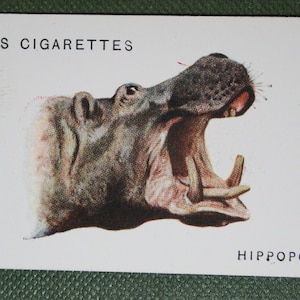 Carta della fauna selvatica vintage originale IPPOPOTAMO del 1931