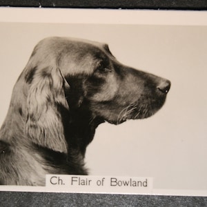 Cartão Fotográfico IRISH SETTER Show Champion Original 1930's Vintage