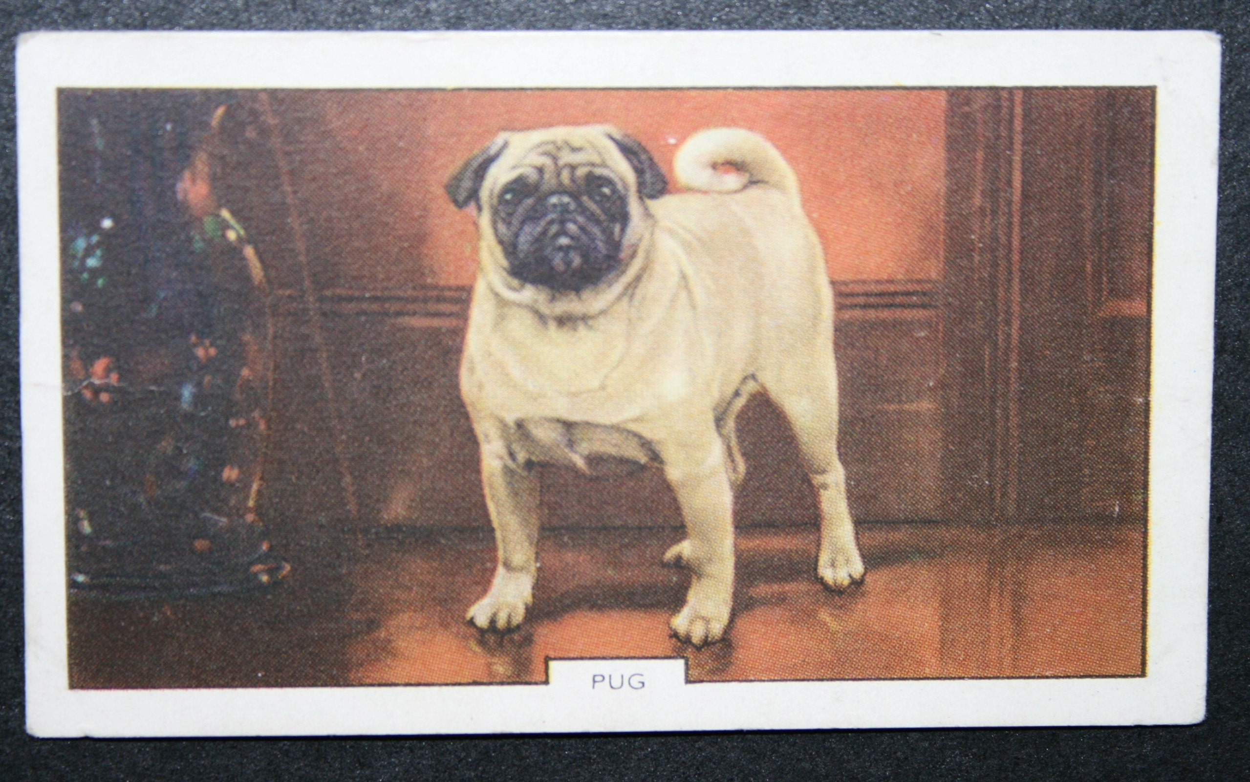 PUG Vintage 1938 Illustrated Dog Card - Etsy
