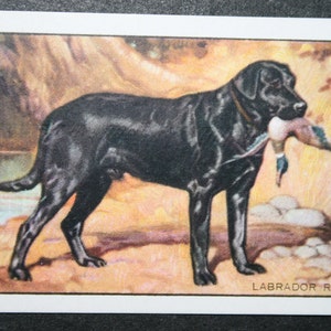 Cartão Ilustrado Vintage Original 1936 LABRADOR RETRIEVER