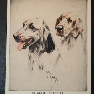 Cartão ilustrado vintage do cão do SETTER INGLÊS