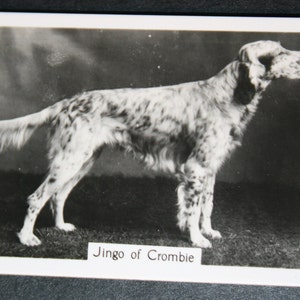 Cartão Fotográfico Vintage SETTER INGLÊS Show Champion Original 1930's