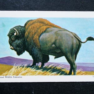 BISONTE NORDAMERICANO Vintage 1970 Carta illustrata sulla fauna selvatica