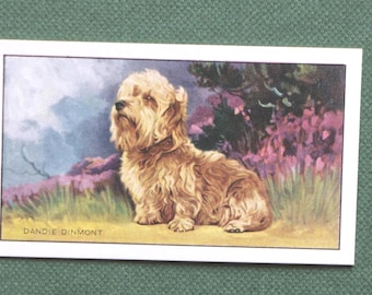 DANDIE DINMONT TERRIER   Vintage 1936 Illustrated Dog Card