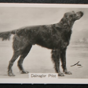 GORDON SETTER Show Champion Original 1930er Vintage Fotokarte