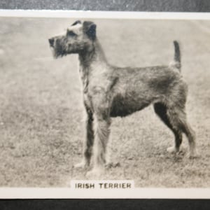 TERRIER IRLANDÉS Original 1930 Vintage Photocard