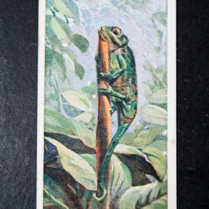 CAMALEONTE Carta della fauna selvatica illustrata vintage originale del 1924