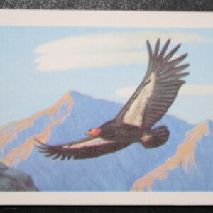 Cartão CALIFORNIAN CONDOR Original Vintage Ilustrado Pássaro
