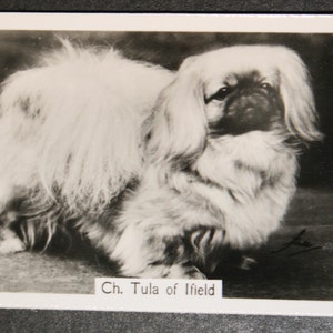 PEKINESE Show Champion Original 1930er Vintage Fotokarte