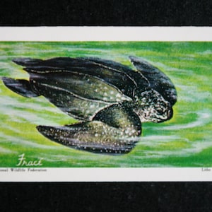 TARTARUGA LEATHERBACK Vintage 1970 Carta illustrata sulla fauna selvatica