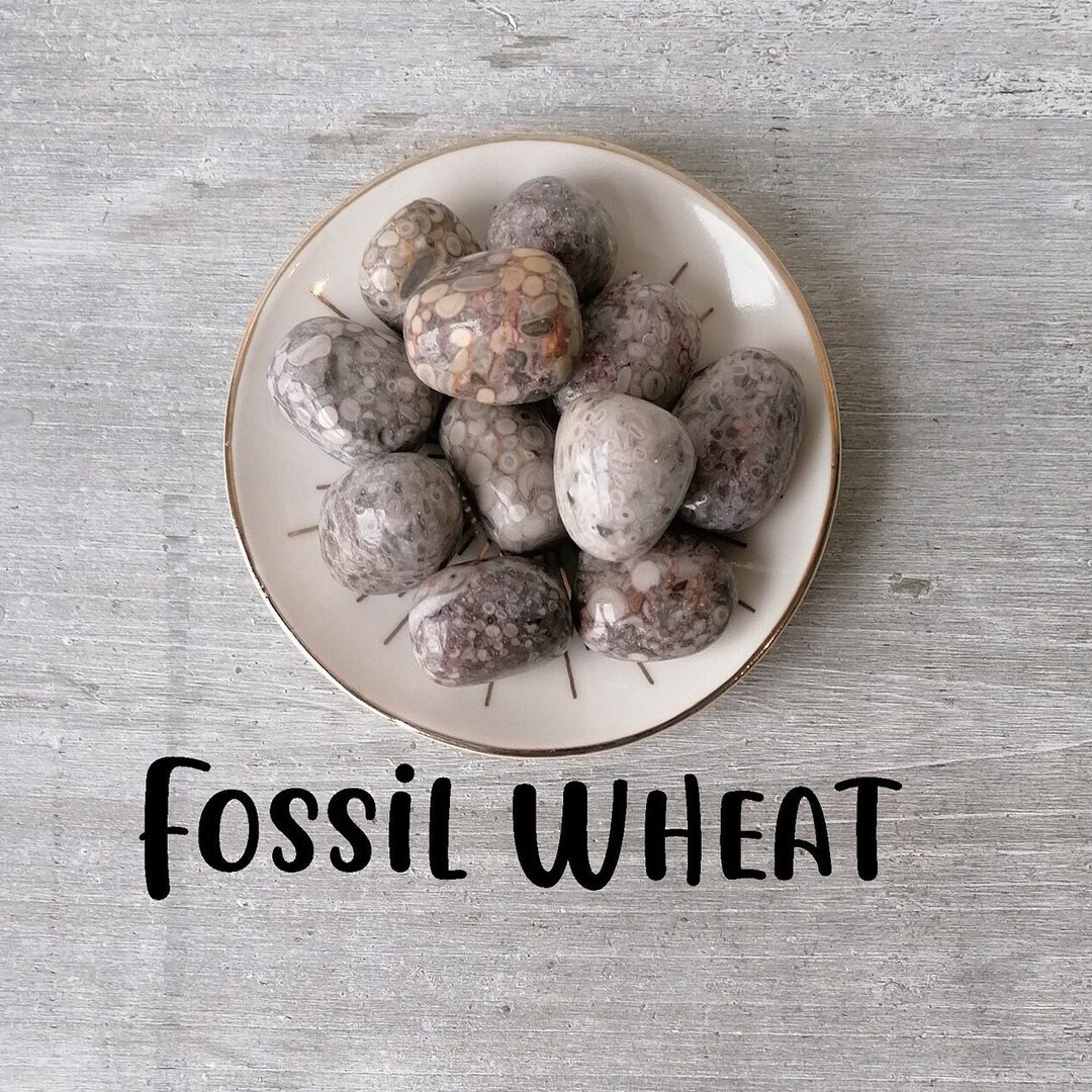 Wheat Rocks Fossil Wheat Tumbled Stone Rare Crystals Healing Crystals Ancient ...