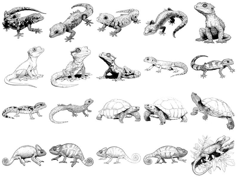 Reptile Pet Realistic Photoshop Brushes & Procreate Stamps – 100 ...