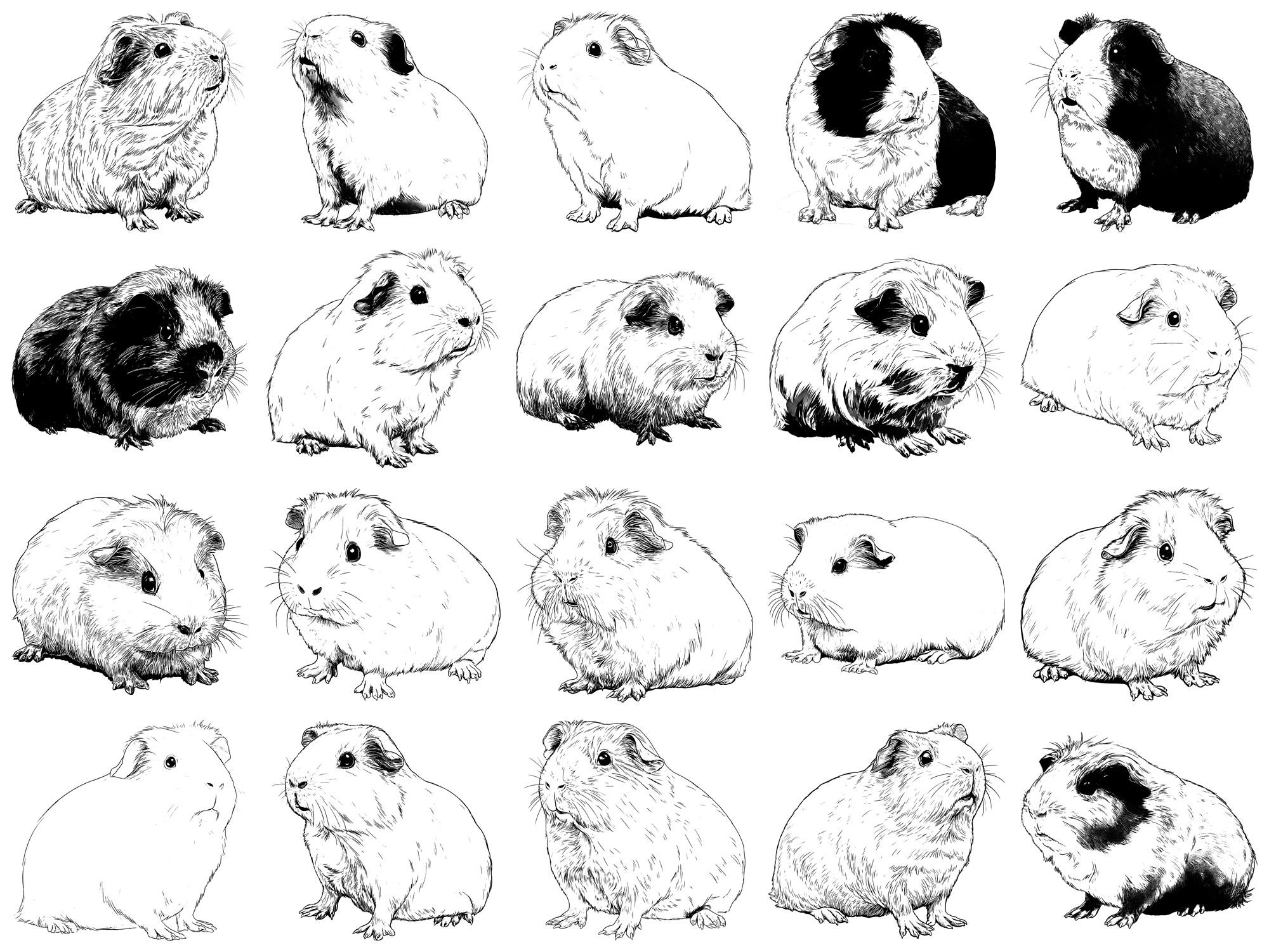 Guinea Pig Pet Realistic Photoshop Brushes & Procreate Stamps – 100 ...