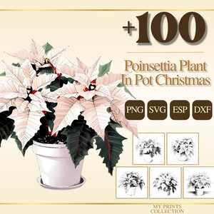 Pode incluir: Ilustração digital de uma planta de poinsétia num vaso branco, com brácteas brancas e rosa e folhas verdes escuras. A imagem inclui o texto "+100 Poinsettia Plant In Pot Christmas" e ícones de tipo de ficheiro.