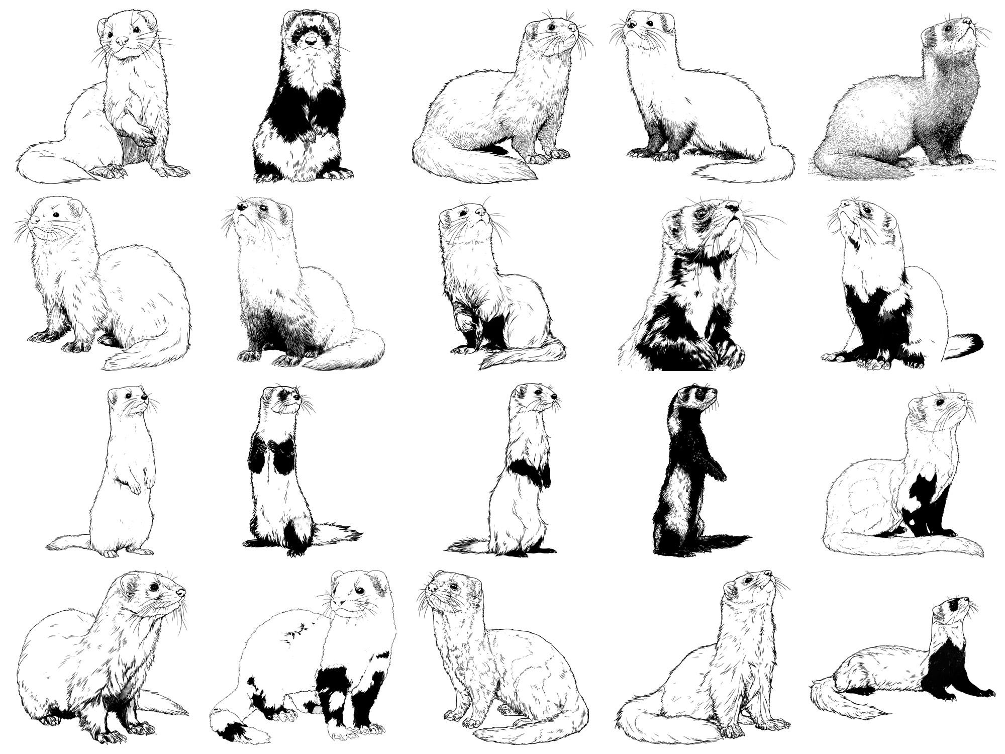 Ferret Pet Realistic Photoshop Brushes & Procreate Stamps – 100+ Tattoo ...