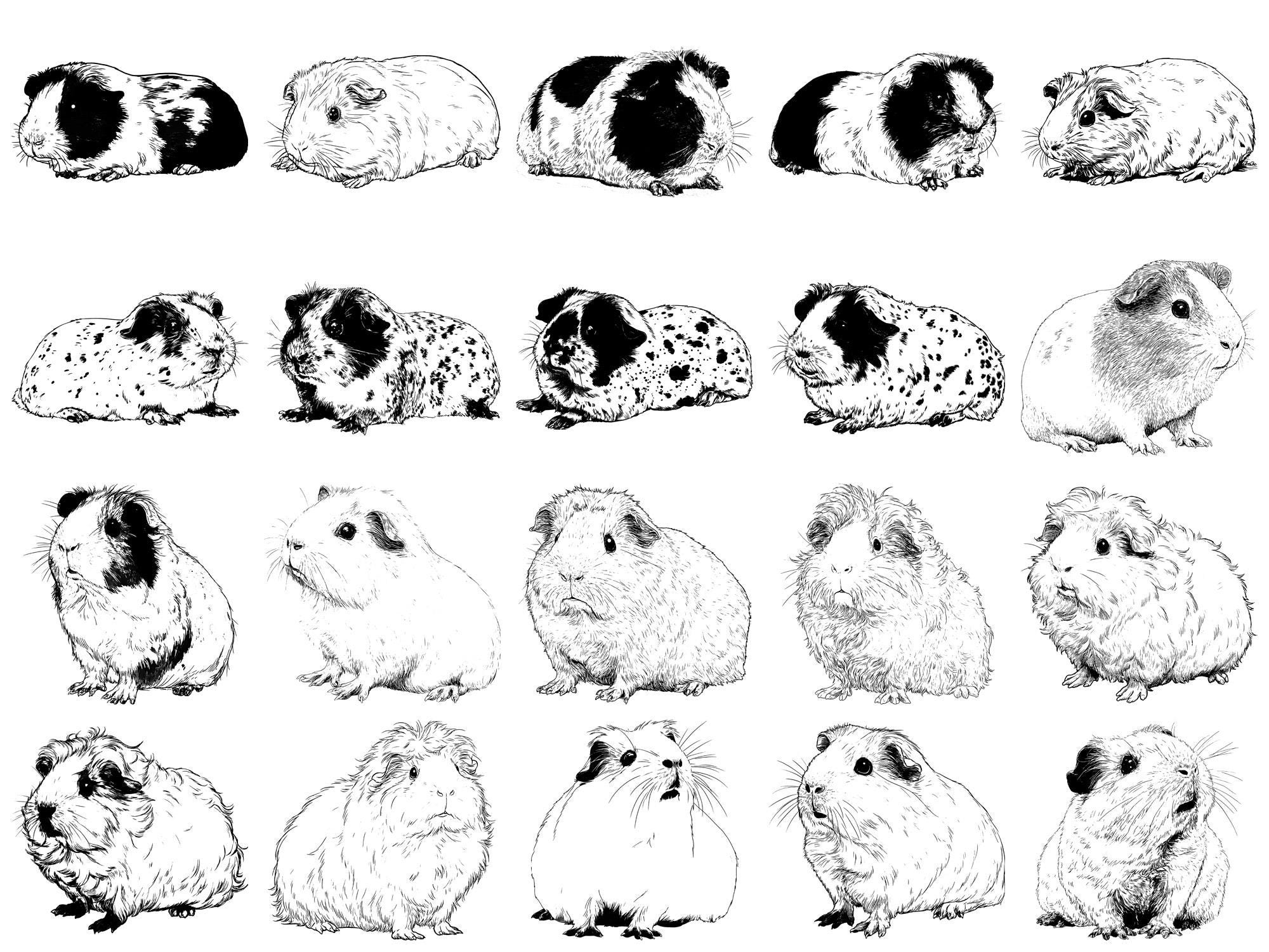 Guinea Pig Pet Realistic Photoshop Brushes & Procreate Stamps – 100 ...