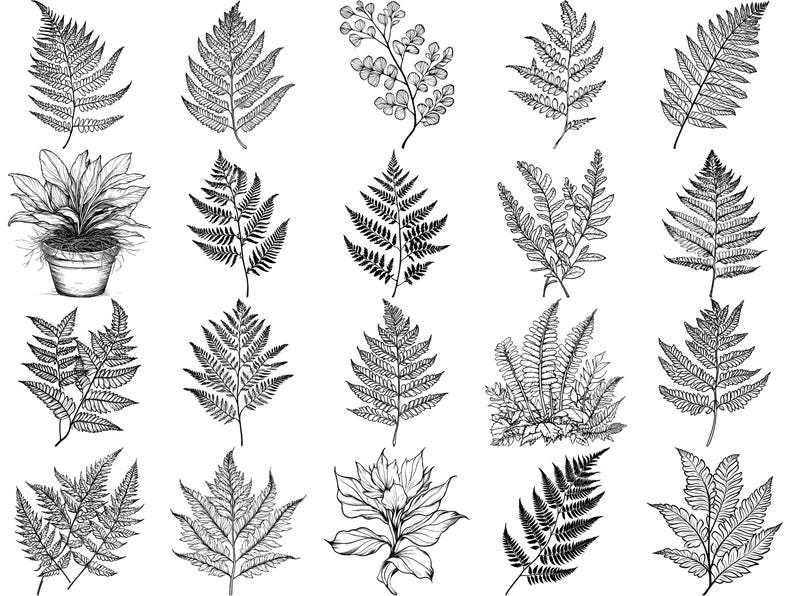 Fern Plants Realistic Procreate Stamps & Photoshop Brushes – 100 ...
